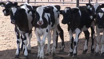 بالتفاصيل .. الأوراق المطلوبة للحصول علي 20 رأس ماشية