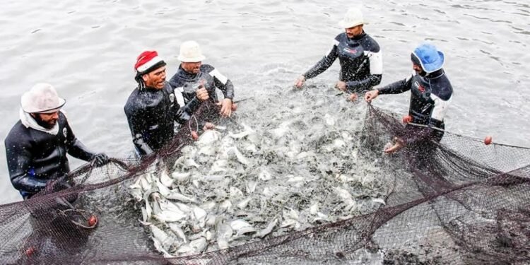 الأولي افريقيًا والسادسة عالميًا .. تعرف علي مشروعات الاستزراع السمكي في مصر ونصيب كل مواطن منها