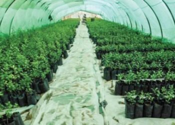 تفاصيل خطة “الزراعة” لزيادة إنتاج الخضار الـ “أورجانك”