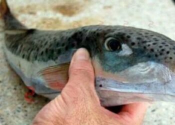 تحذير من سمكة “القراض السامة” بعد ظهورها مجددًا