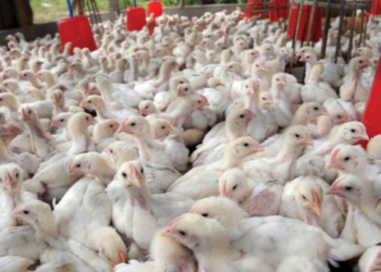 تعرف علي حجم الثروة الداجنة في مصر وأهميتها في تحقيق “الامن الغذائي”