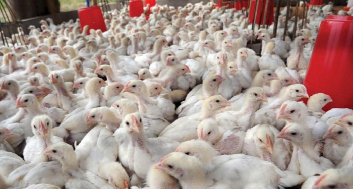 تعرف علي حجم الثروة الداجنة في مصر وأهميتها في تحقيق “الامن الغذائي”