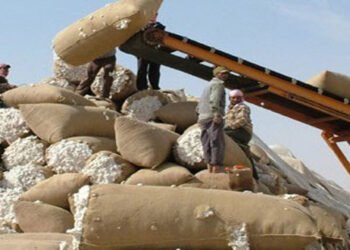 ضوابط جديدة لمنع المحالج غير المرخصة بتوريد أقطان للمغازل.. تعرف عليها