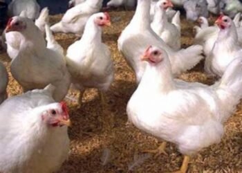 فرنسا تُحظر الذبح الحلال بداية من يوليو المقبل .. والمساجد تعترض