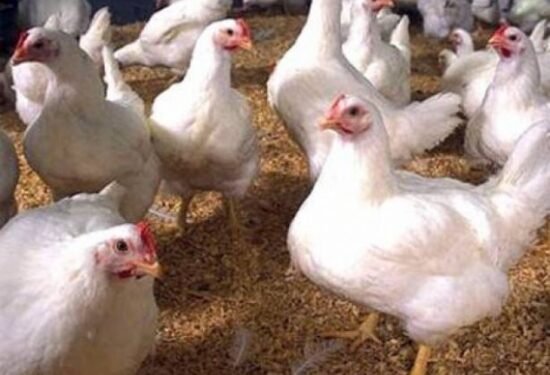 فرنسا تُحظر الذبح الحلال بداية من يوليو المقبل .. والمساجد تعترض