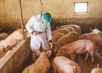 “حمي الخنازير” وباء صيني جديد يهدد العالم .. تعرف علي القصة كاملة