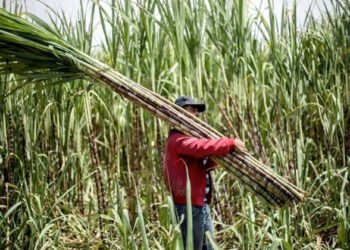 نصائح لمزارعى قصب السكر يجب مراعاتها خلال شهر ابريل لزيادة الإنتاج