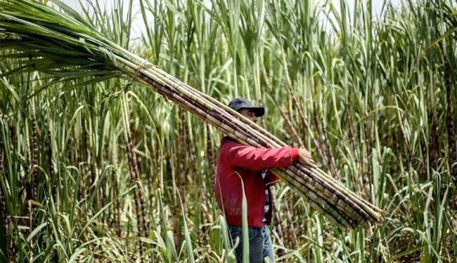 نصائح لمزارعى قصب السكر يجب مراعاتها خلال شهر ابريل لزيادة الإنتاج