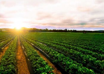 5 ملايين فرصة عمل يوفرها مشروع الدلتا الجديدة