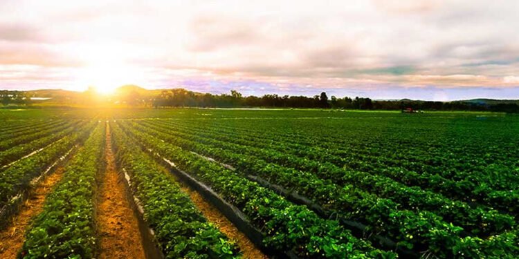 5 ملايين فرصة عمل يوفرها مشروع الدلتا الجديدة