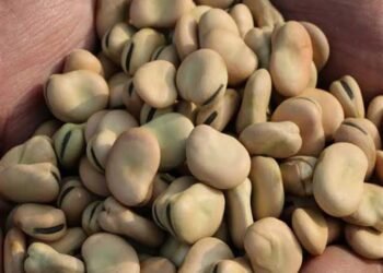 وقف تصدير الفول استعدادًا لشهر رمضان