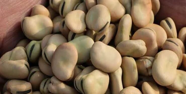 وقف تصدير الفول استعدادًا لشهر رمضان