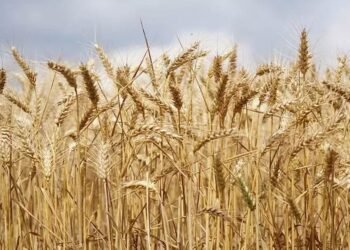 غدًا بدء استلام القمح المحلي من المزارعين