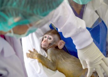 زرع خلايا بشرية داخل أجنة قرود يثير جدلا أخلاقيا