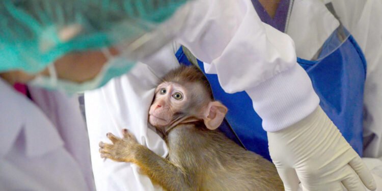 زرع خلايا بشرية داخل أجنة قرود يثير جدلا أخلاقيا