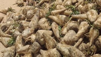 الزراعة تنتهي من ازمة توريد بنجر السكر بالمنيا