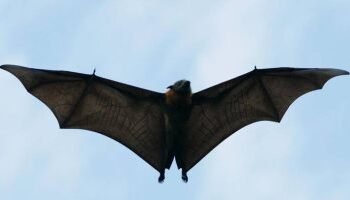 تعرف علي دور الحيوانات في نقل 70% من الاوبئة