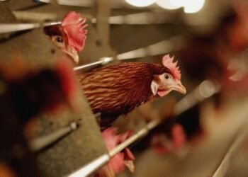 الحكومة تنفى ظهور بؤر جديدة من فيروس إنفلونزا الطيور H10 فى مصر