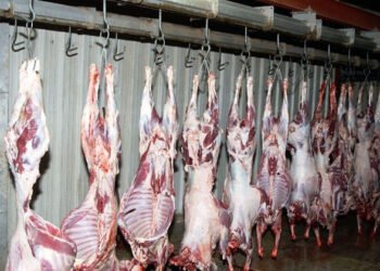 فتح المجازر مجانًا بالجيزة طوال ايام عيد الأضحى