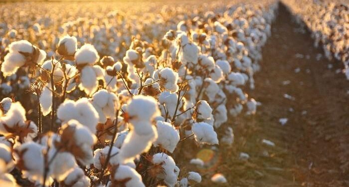 تعرف علي دور الحكومة في حماية القطن المصري وتفاصيل القانون الجديد