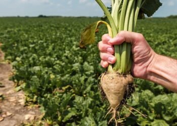 حصاد 20 ألف فدان بنجر السكر غرب المنيا ضمن مشروع 1.5 مليون فدان