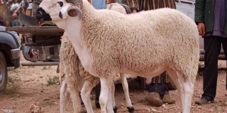 شروط يجب توافرها في الاضحية