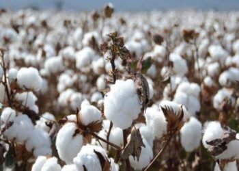 تعرف علي دور القانون الجديد في التصدي لتوريد المحالج الغير مرخصة للأقطان