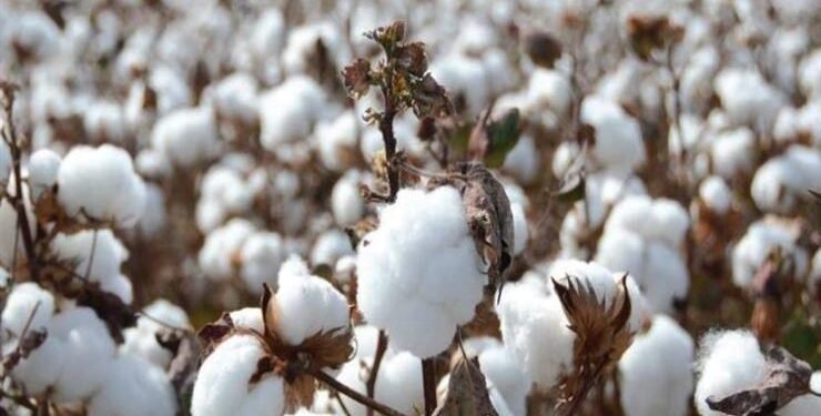 تعرف علي دور القانون الجديد في التصدي لتوريد المحالج الغير مرخصة للأقطان