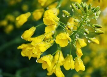 نبات “الكانولا” .. أهم مصادر استخلاص الزيوت النباتية في العالم .. تعرف عليه