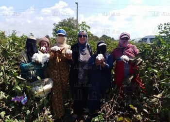 مزارعو الشرقية يحتفلون خلال جني محصول القطن