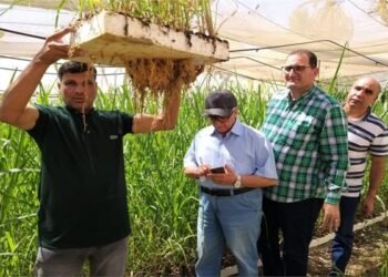 زراعة ٢ مليون شتلة قصب في الحقول الإرشادية