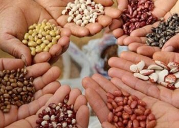 أهمية تحقيق الاكتفاء الذاتي ومستقبل الغذاء