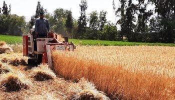 هل حققت الدولة الاكتفاء الذاتي بفضل خطة “التنمية المستدامة”؟