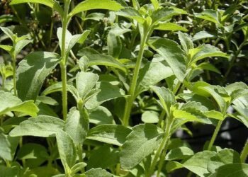 نبات “الاستيفيا” بديل السكر للتحلية وهذه فوائده واضراره