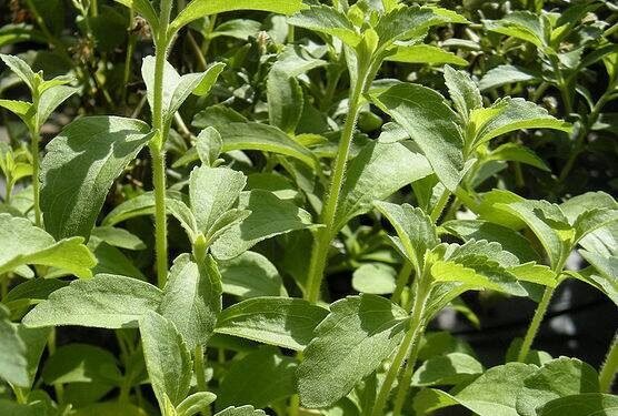 نبات “الاستيفيا” بديل السكر للتحلية وهذه فوائده واضراره