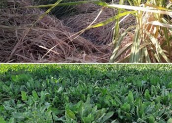 استقبال المحاصيل السكرية من المزارعين بالأسعار الجديدة