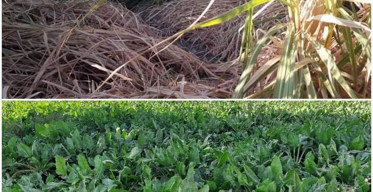 استقبال المحاصيل السكرية من المزارعين بالأسعار الجديدة