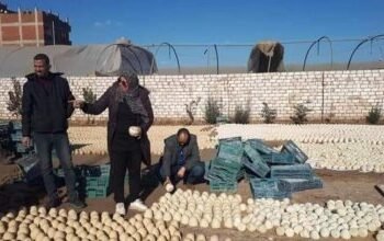 بعد كارثة المنوفية: مصانع بير السلم تُهدد صحة المواطنين وتنشر الاغذية الفاسدة