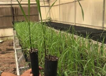 تعرف علي فوائد زراعة قصب السكر بنظام الشتلات