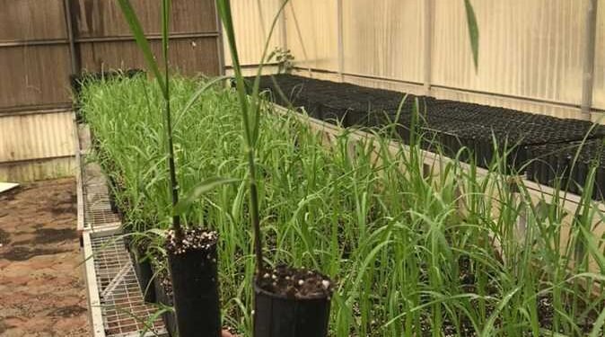 تعرف علي فوائد زراعة قصب السكر بنظام الشتلات