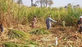 مصانع السكر بأسوان تبدأ في استقبال محصول القصب.. “فيديو”