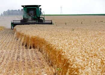 الرئيس يوجه بمنح حافز توريد اضافي لمزارعي القمح لتشجيعهم