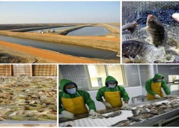 منها الاستزراع السمكي .. مشروعات تضمن لمصر أمنها الغذائي