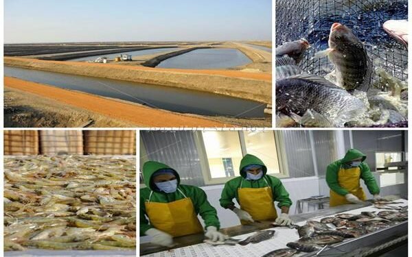 منها الاستزراع السمكي .. مشروعات تضمن لمصر أمنها الغذائي