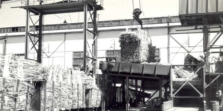 بدأت سنه 710 ميلادية .. تاريخ صناعة السكر في مصر