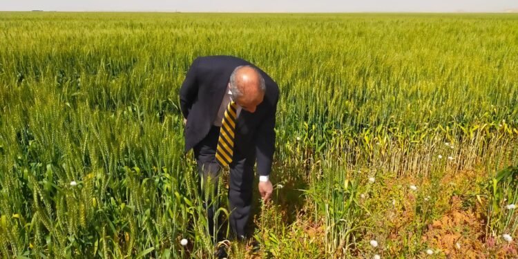 م. حسن كامل يكتب: مشروع توشكي بين الأمس واليوم