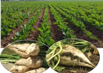 تقرير أمريكي يتوقع ارتفاع انتاج مصر من السكر لـ 3.2 مليون طن بالموسم الجديد