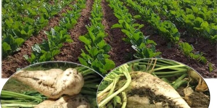 تقرير أمريكي يتوقع ارتفاع انتاج مصر من السكر لـ 3.2 مليون طن بالموسم الجديد