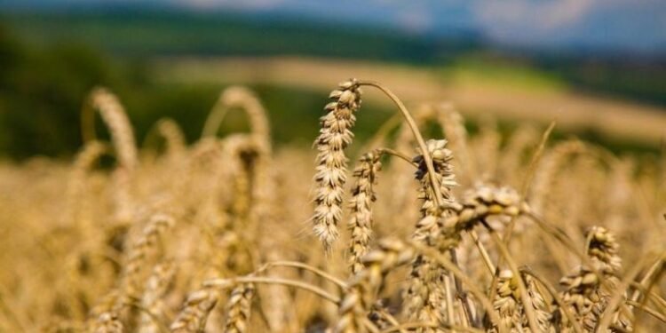 خطوات قامت بها الدولة لتحقيق الامن الغذائي للمواطنين