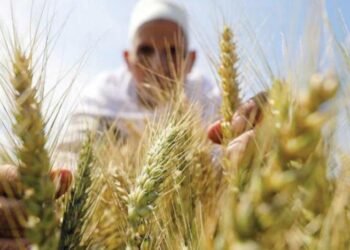 الأمم المتحدة: ارتفاع تكاليف الغذاء إلي 2 تريليون دولار في 2022 ومخاوف من استمرار الازمة